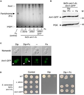 Sib1, Sib2, and Sib3 proteins are required for ferrichrome-mediated cross-feeding interaction between Schizosaccharomyces pombe and Saccharomyces cerevisiae